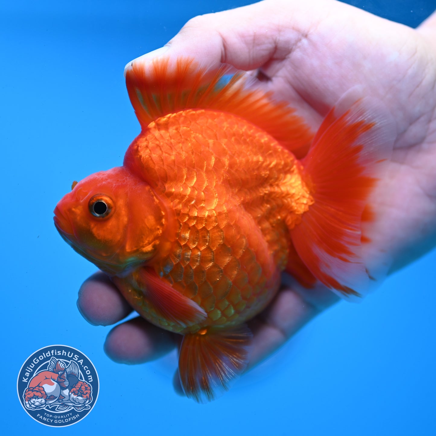 AAA Grade Red White Ryukin 3.5 inch Body (251031_RY06)