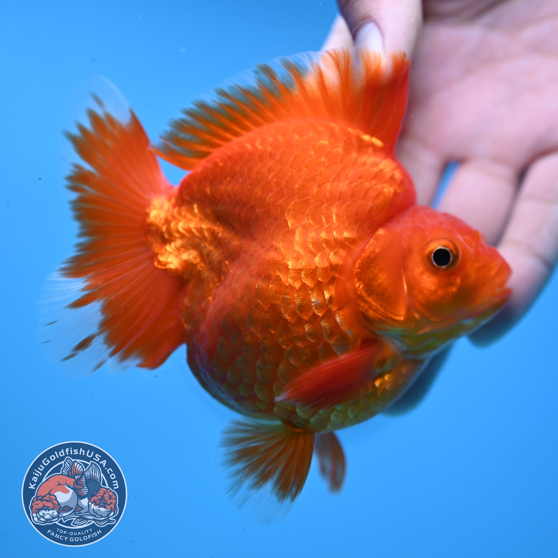 AAA Grade Red White Ryukin 3.5 inch Body (251031_RY06)