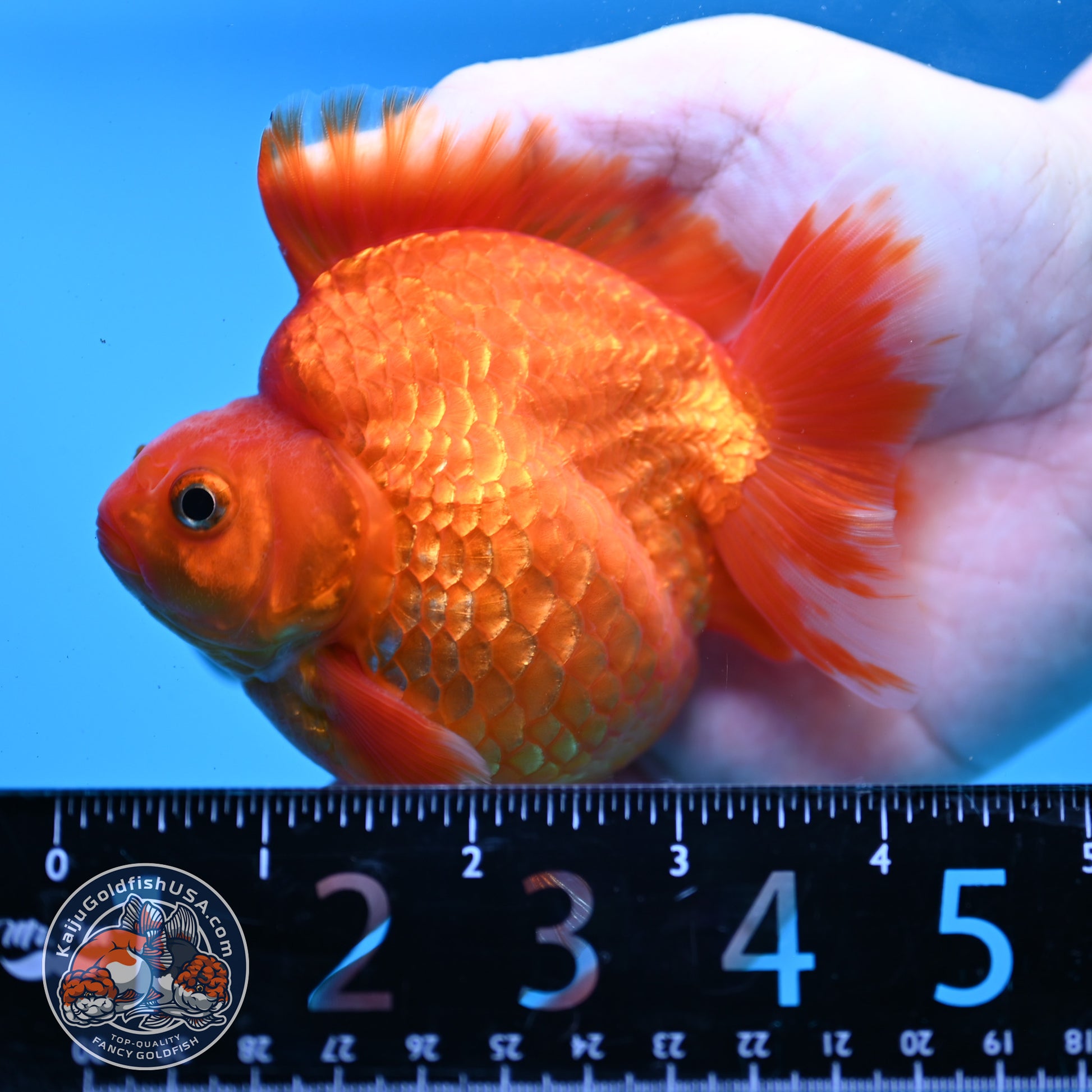 AAA Grade Red White Ryukin 3.5 inch Body (251031_RY06)