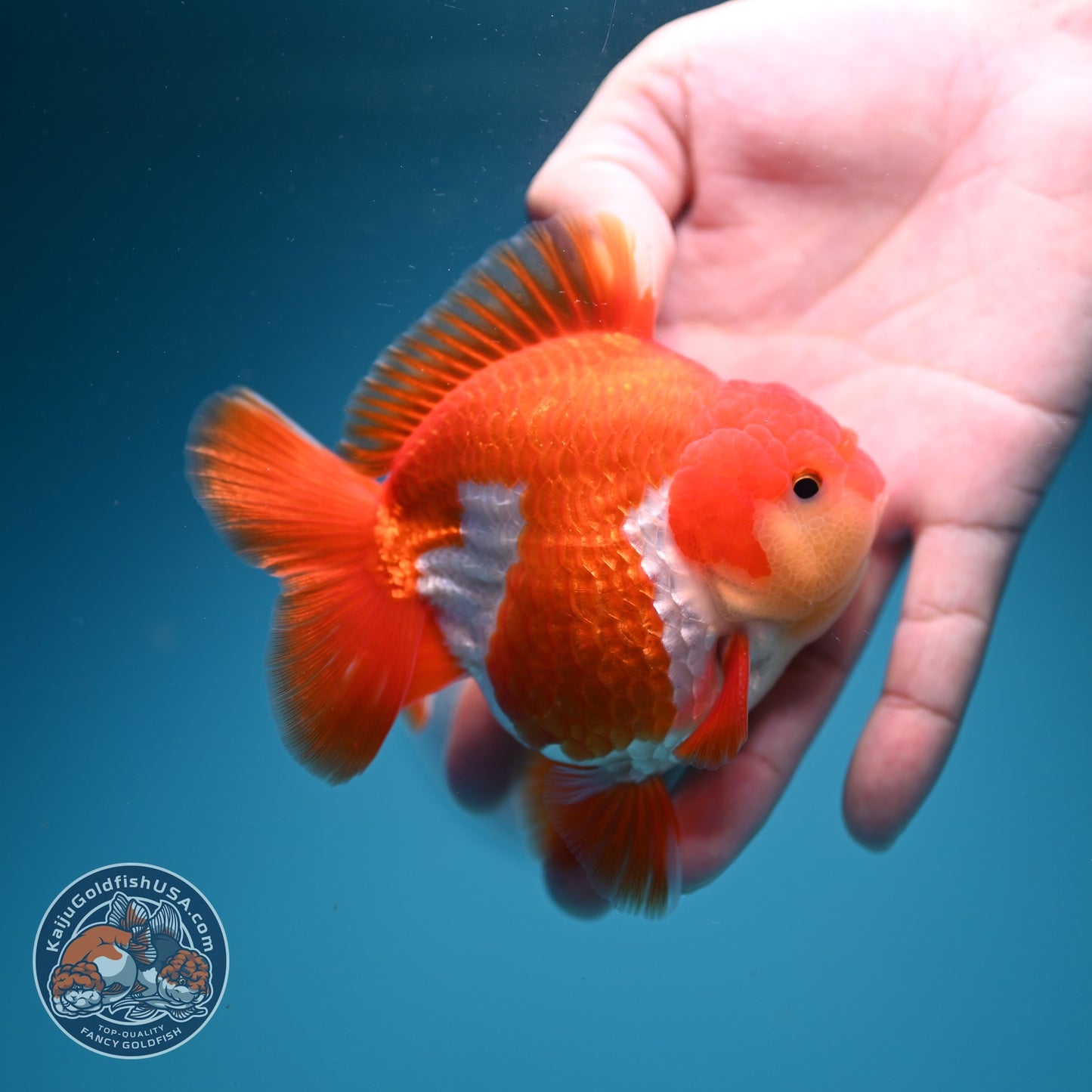 AAA Grade Red White YuanBao Oranda 3.5 inch Body (260626_OR13)