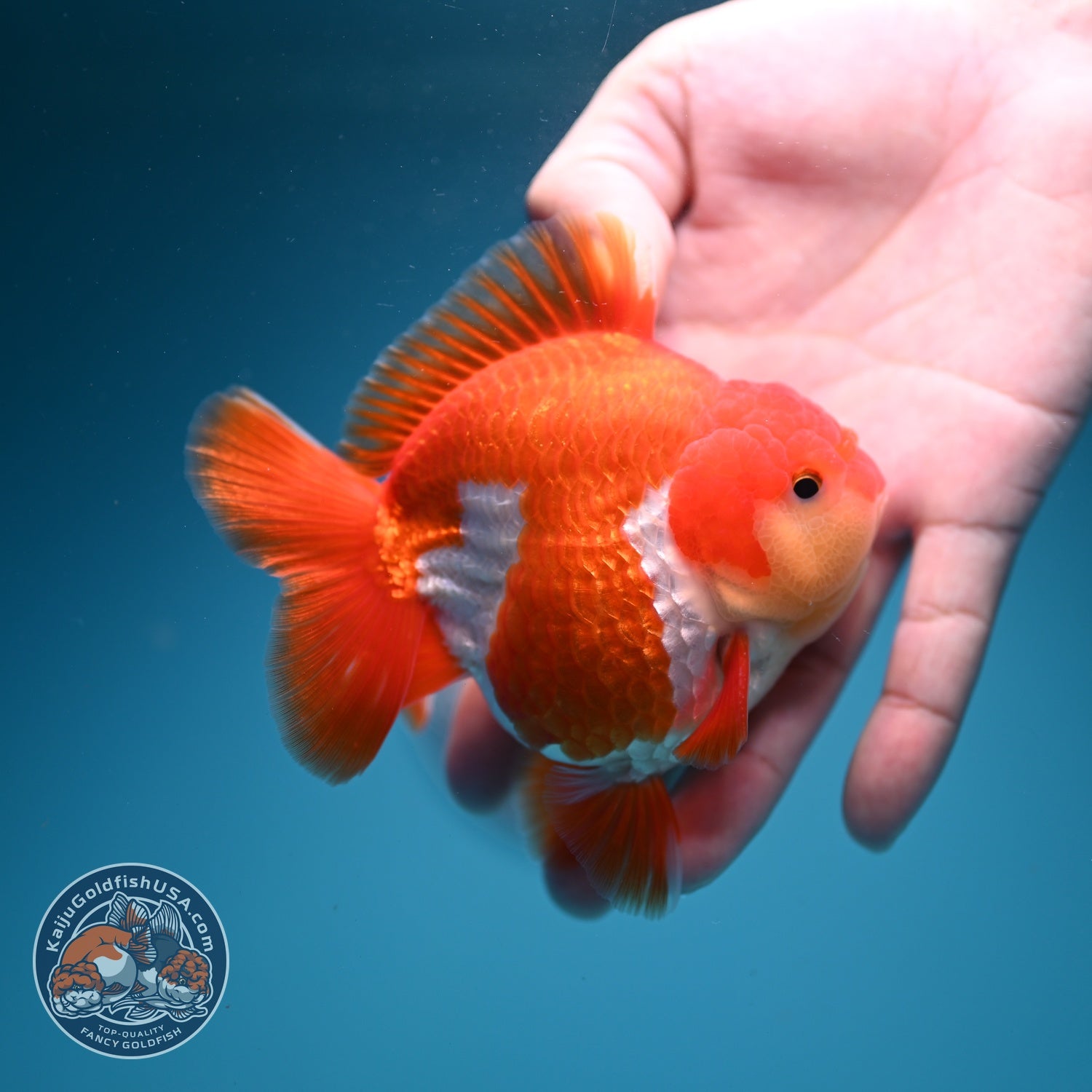 AAA Grade Red White YuanBao Oranda 3.5 inch Body (260626_OR13)