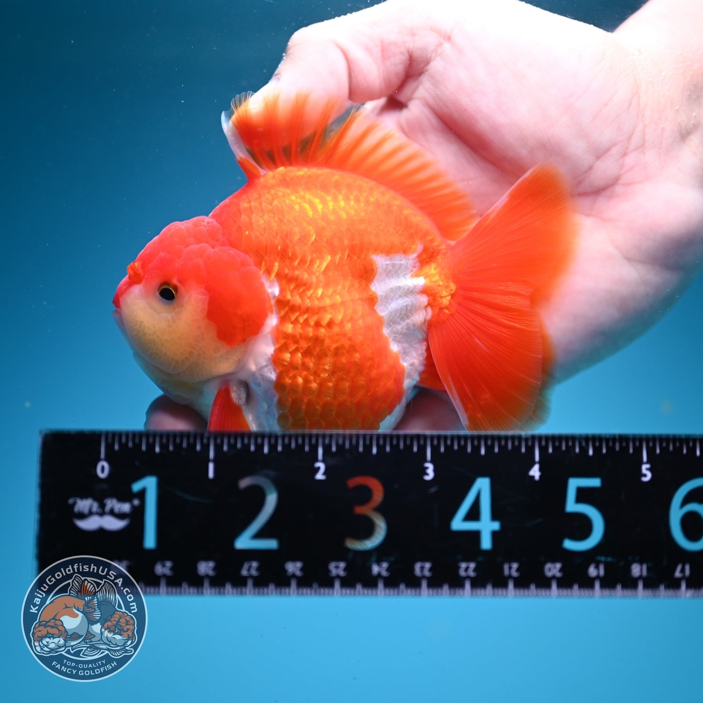 AAA Grade Red White YuanBao Oranda 3.5 inch Body (260626_OR13)