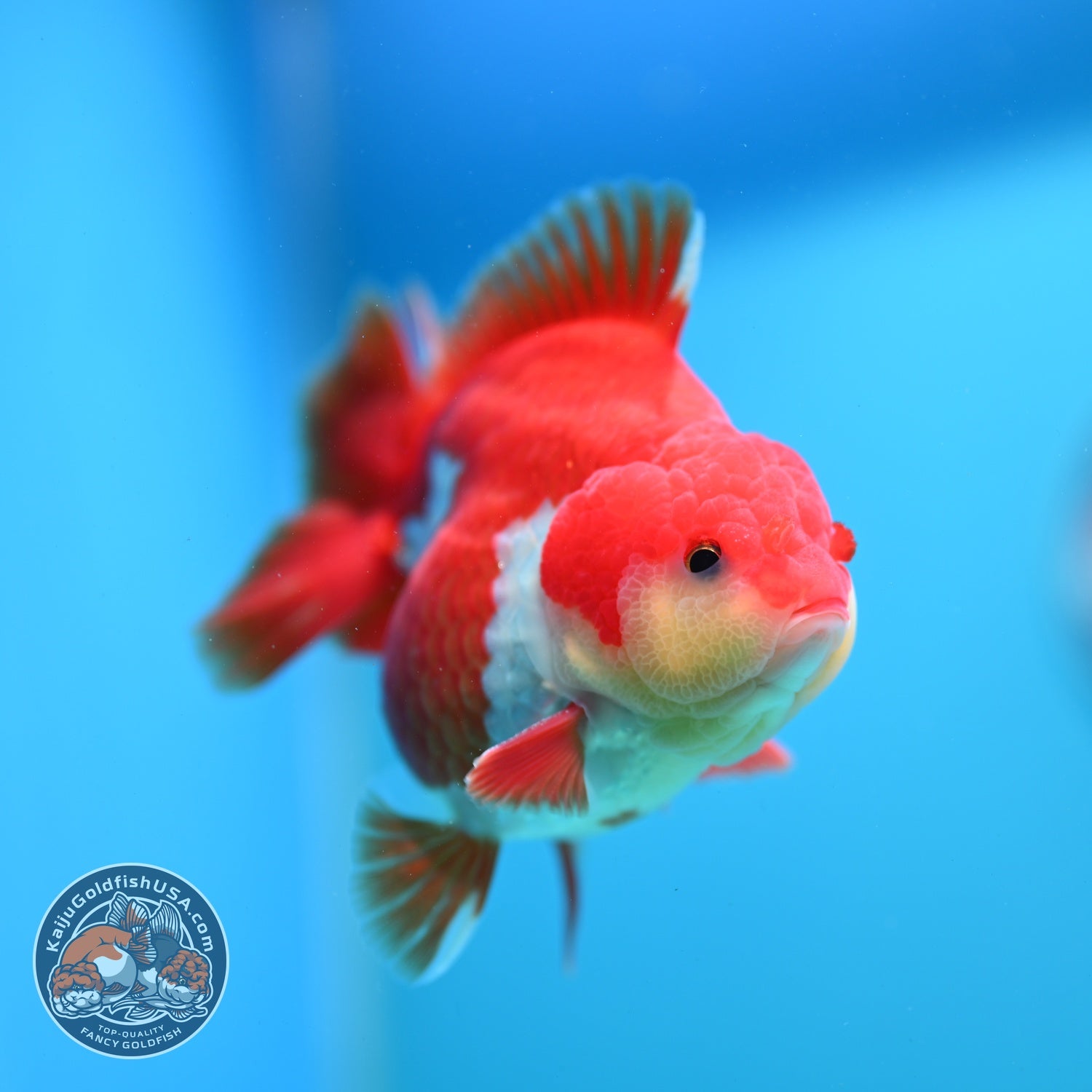 AAA Grade Red White YuanBao Oranda 3.5 inch Body (260626_OR13)