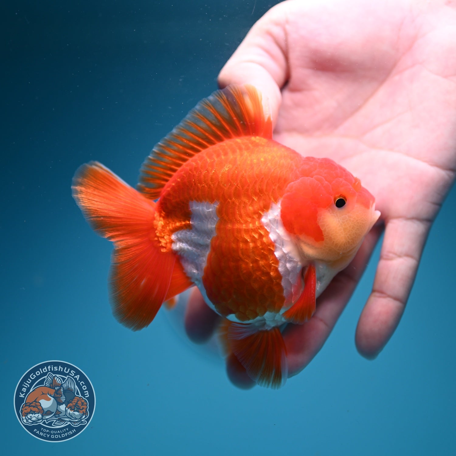 AAA Grade Red White YuanBao Oranda 3.5 inch Body (260626_OR13)