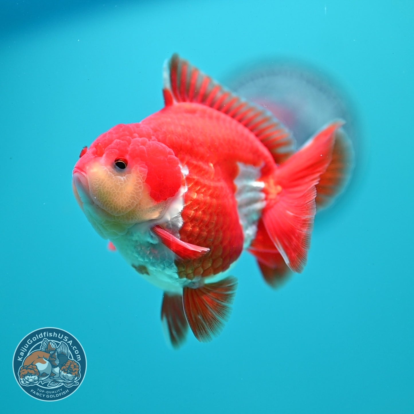 AAA Grade Red White YuanBao Oranda 3.5 inch Body (260626_OR13)
