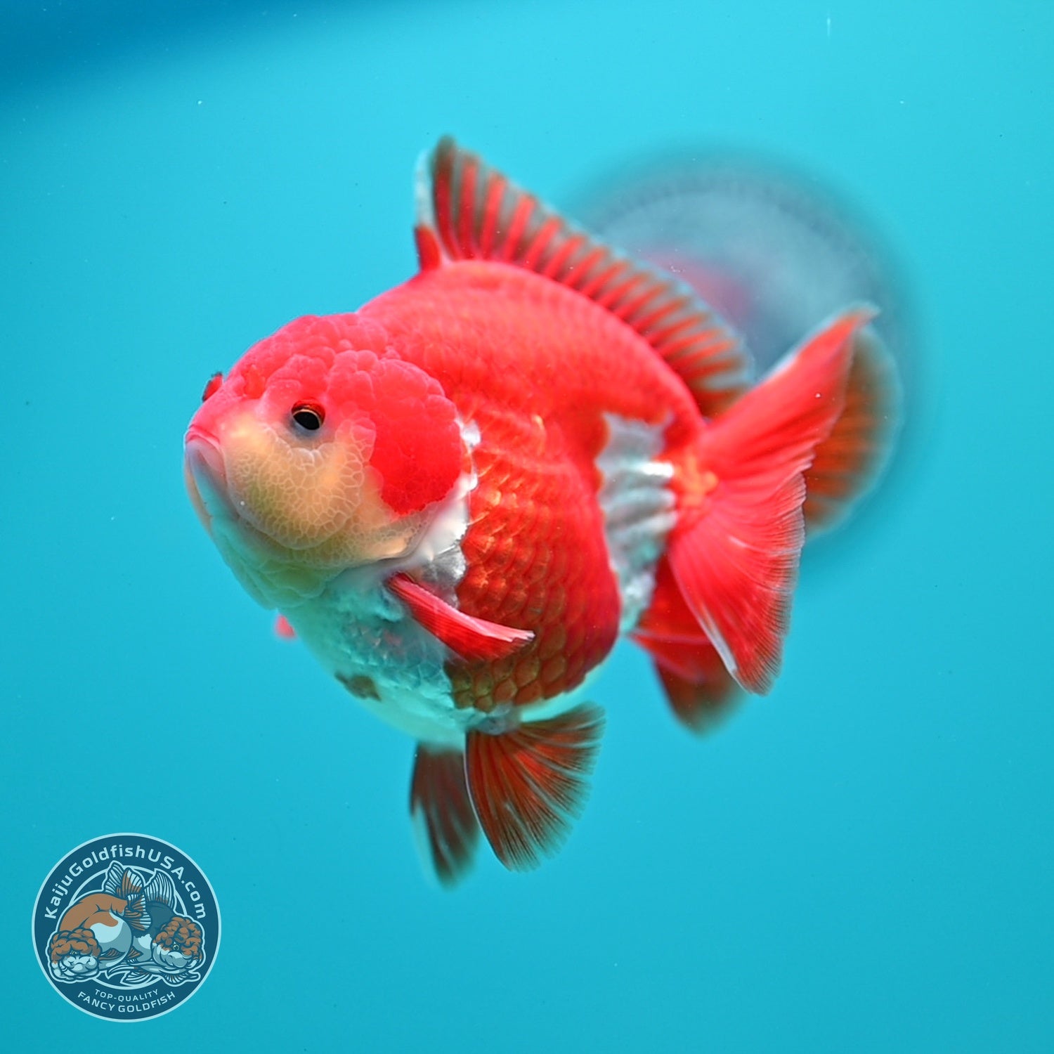 AAA Grade Red White YuanBao Oranda 3.5 inch Body (260626_OR13)