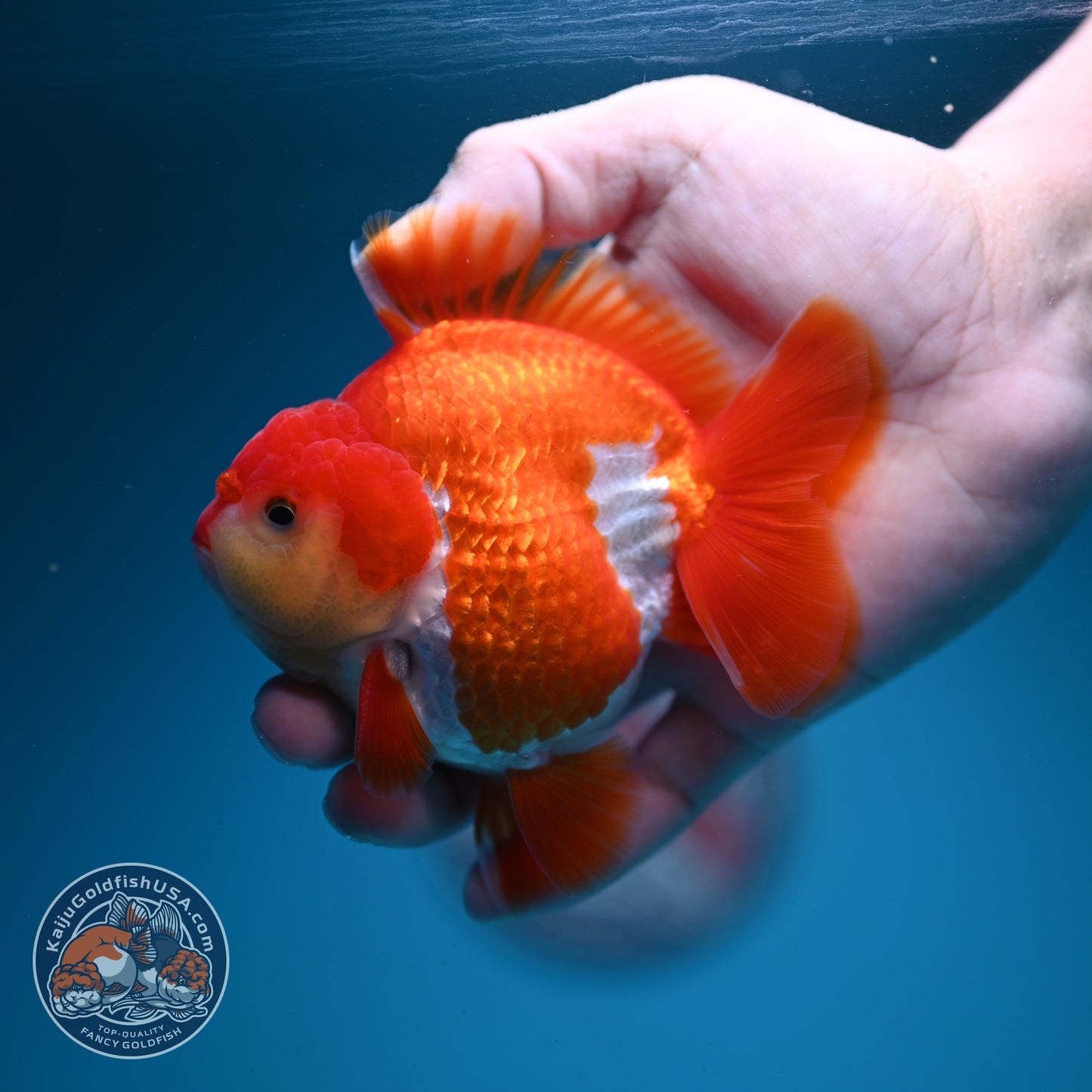 AAA Grade Red White YuanBao Oranda 3.5 inch Body (260626_OR13)