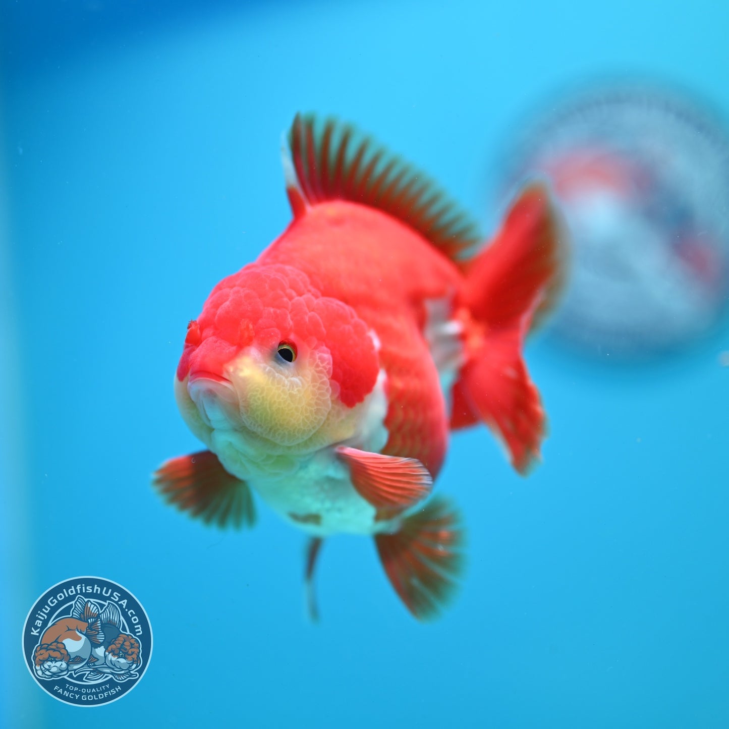 AAA Grade Red White YuanBao Oranda 3.5 inch Body (260626_OR13)