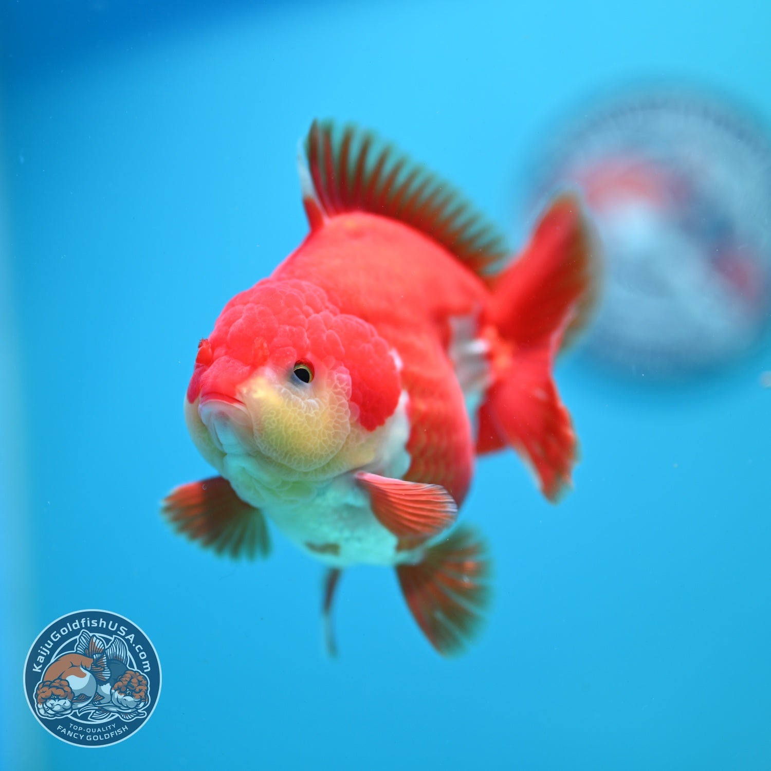 AAA Grade Red White YuanBao Oranda 3.5 inch Body (260626_OR13)