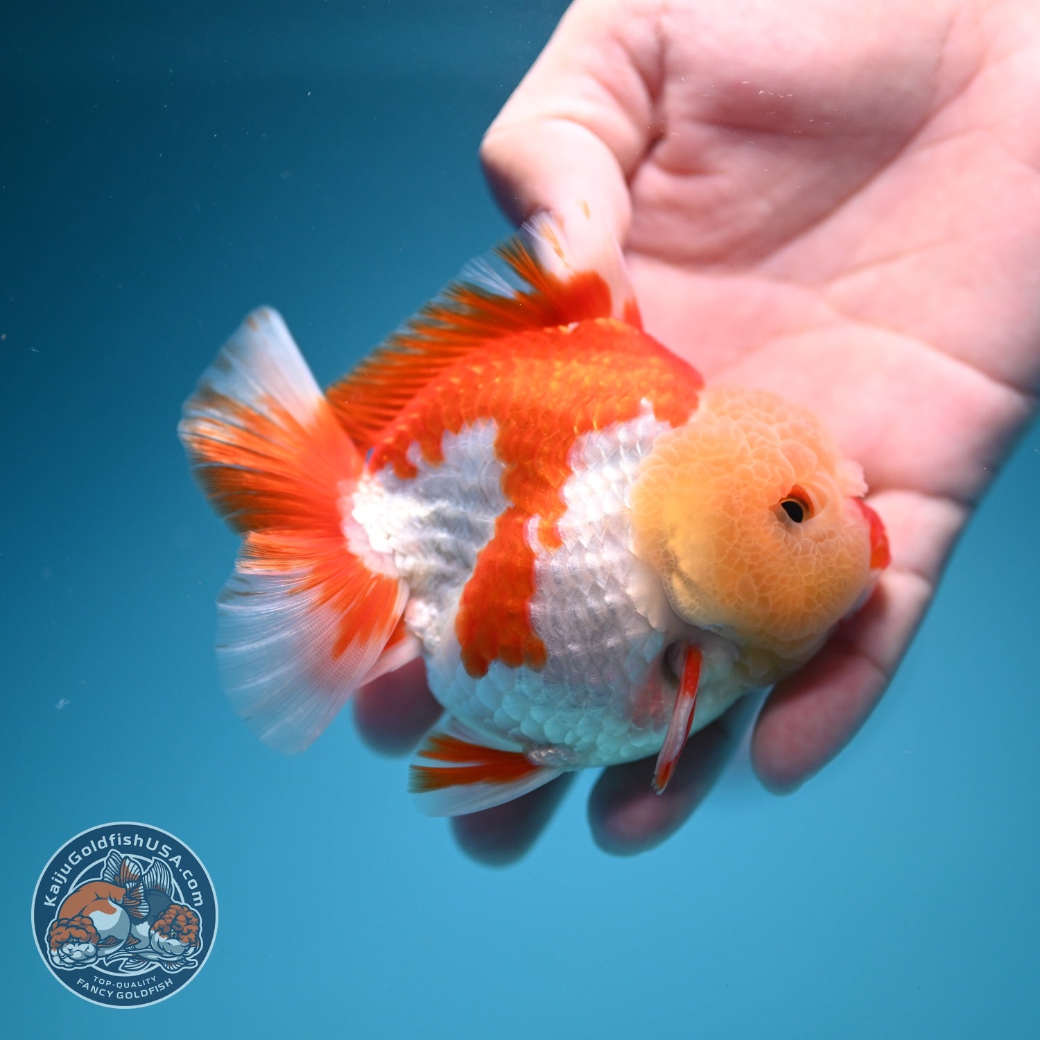 AAA Grade Red White YuanBao Oranda 3.5 inch Body (260626_OR15)