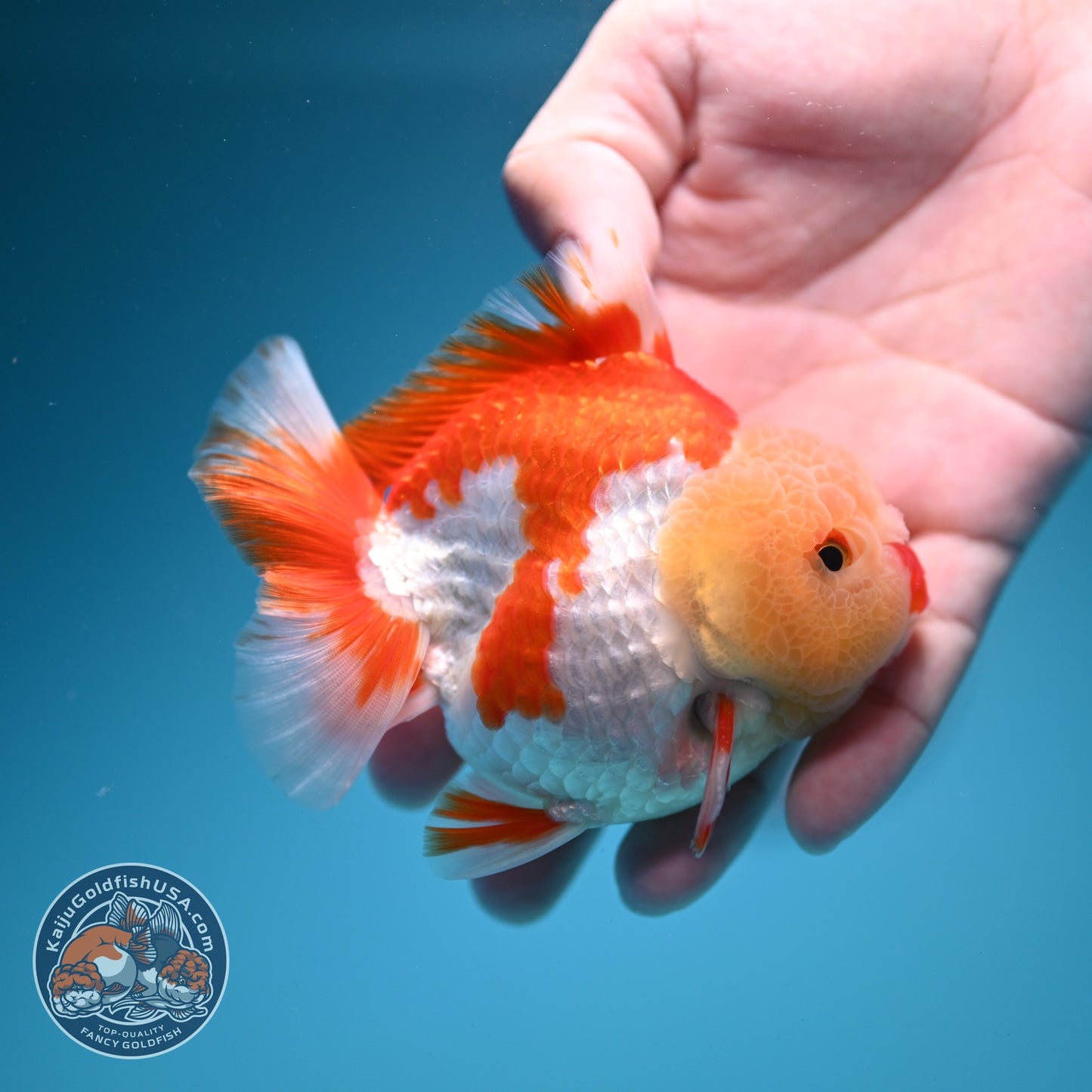 AAA Grade Red White YuanBao Oranda 3.5 inch Body (260626_OR15)