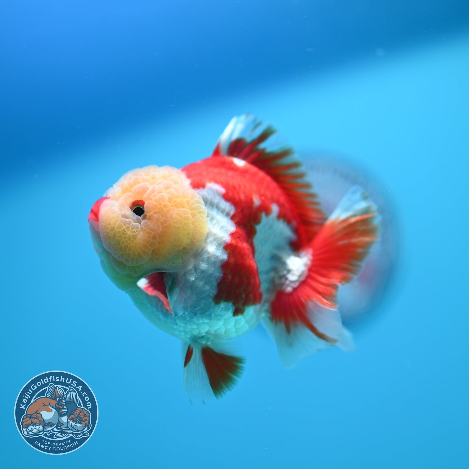 AAA Grade Red White YuanBao Oranda 3.5 inch Body (260626_OR15)