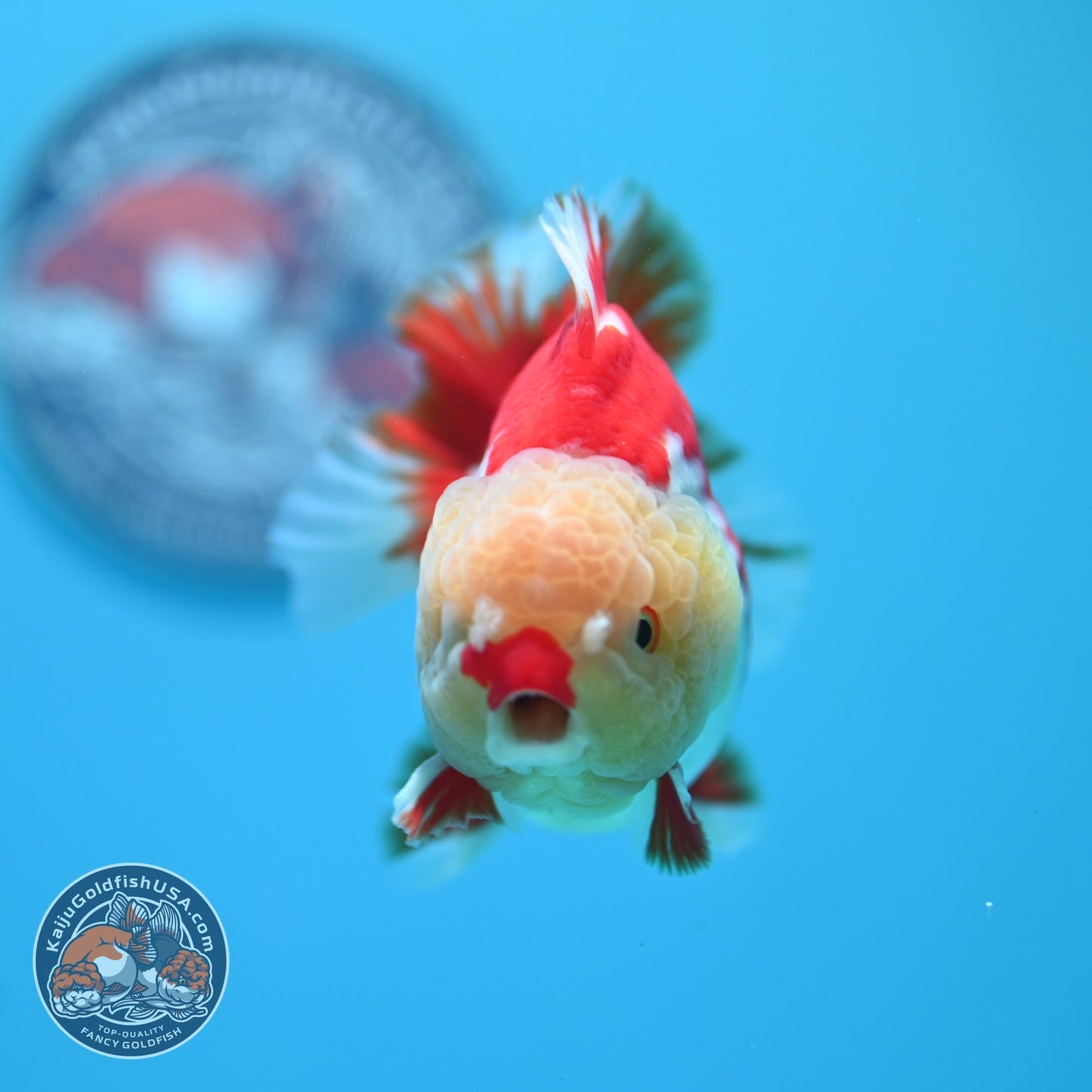 AAA Grade Red White YuanBao Oranda 3.5 inch Body (260626_OR15)