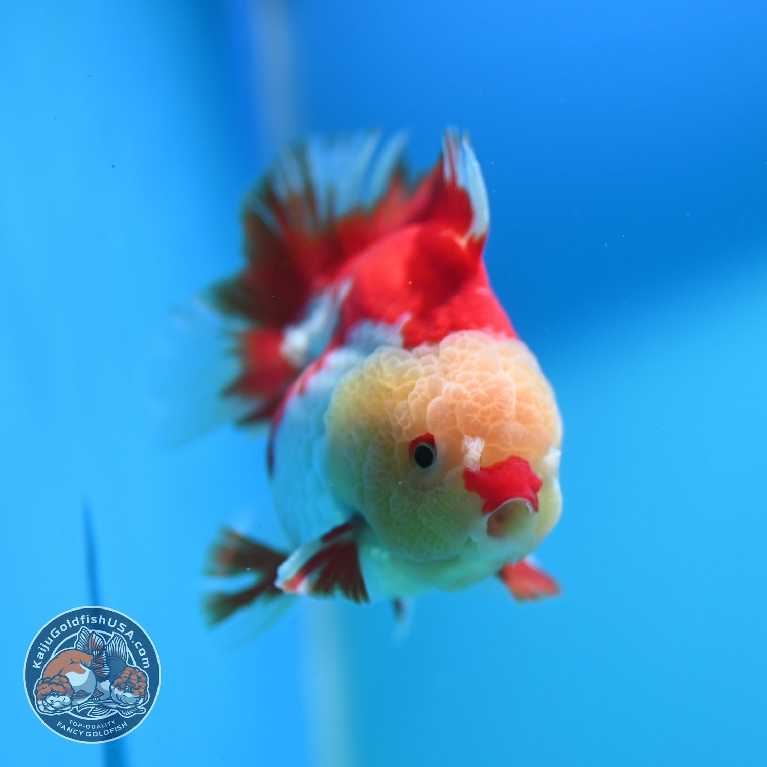 AAA Grade Red White YuanBao Oranda 3.5 inch Body (260626_OR15)