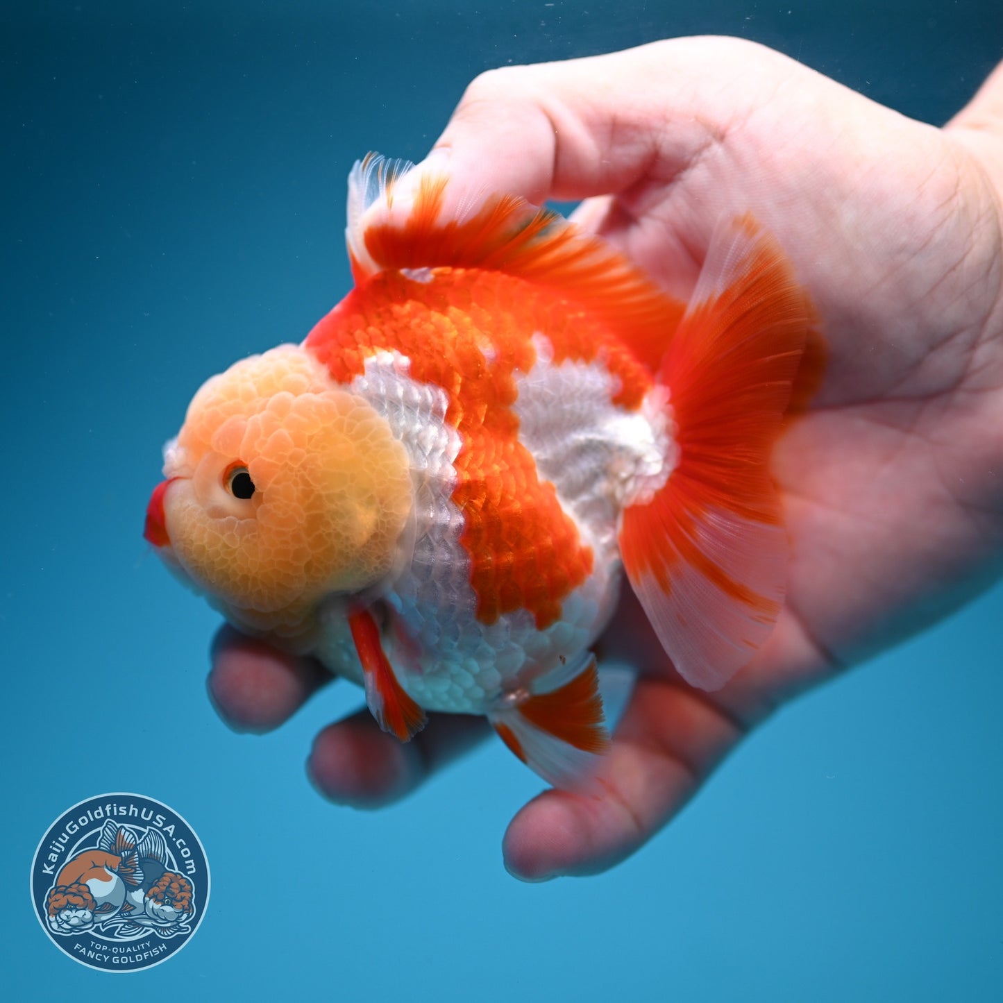 AAA Grade Red White YuanBao Oranda 3.5 inch Body (260626_OR15)
