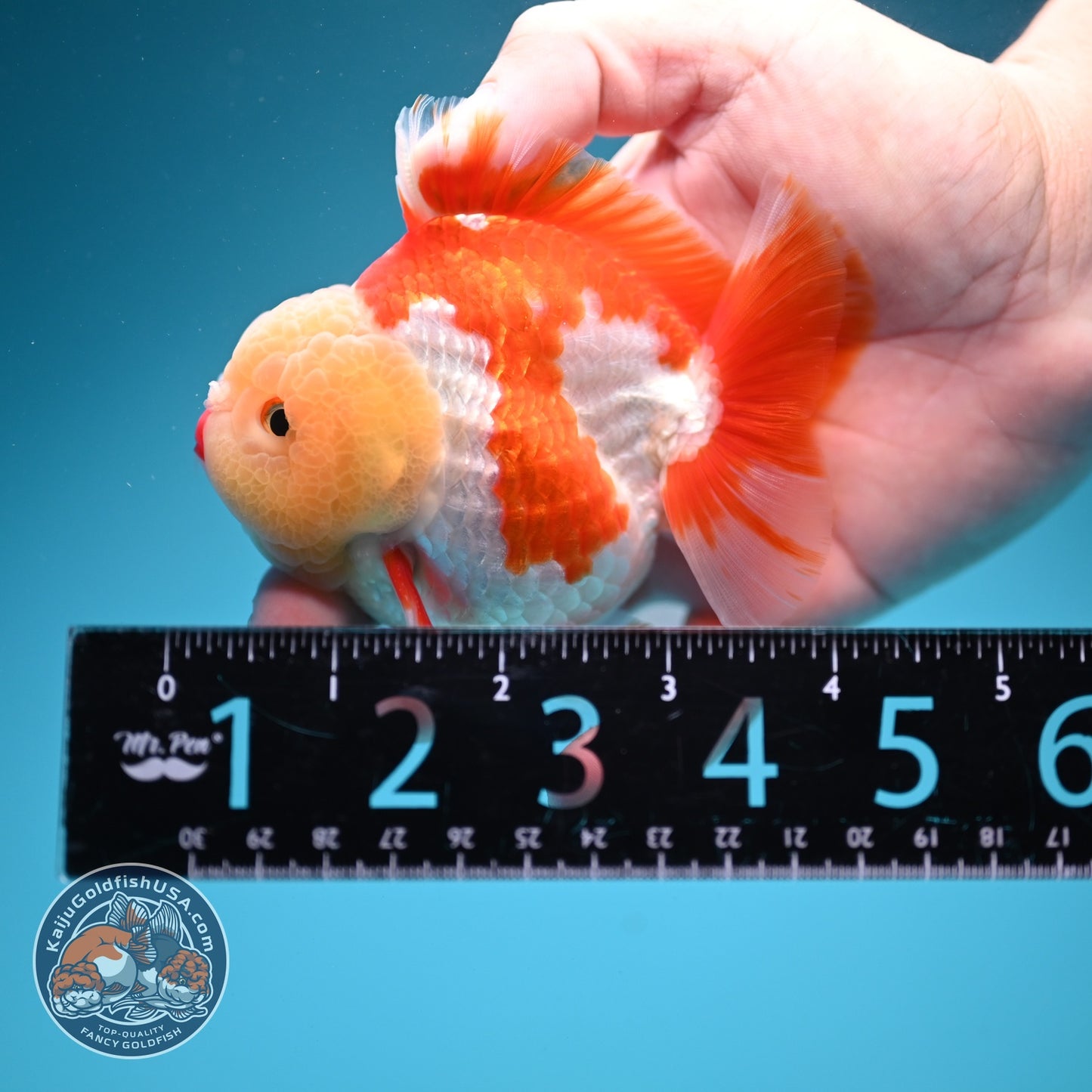 AAA Grade Red White YuanBao Oranda 3.5 inch Body (260626_OR15)