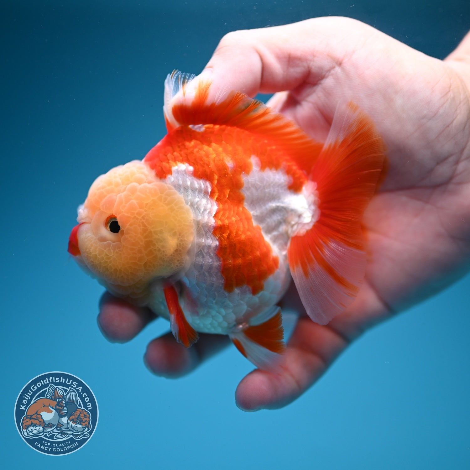 AAA Grade Red White YuanBao Oranda 3.5 inch Body (260626_OR15)