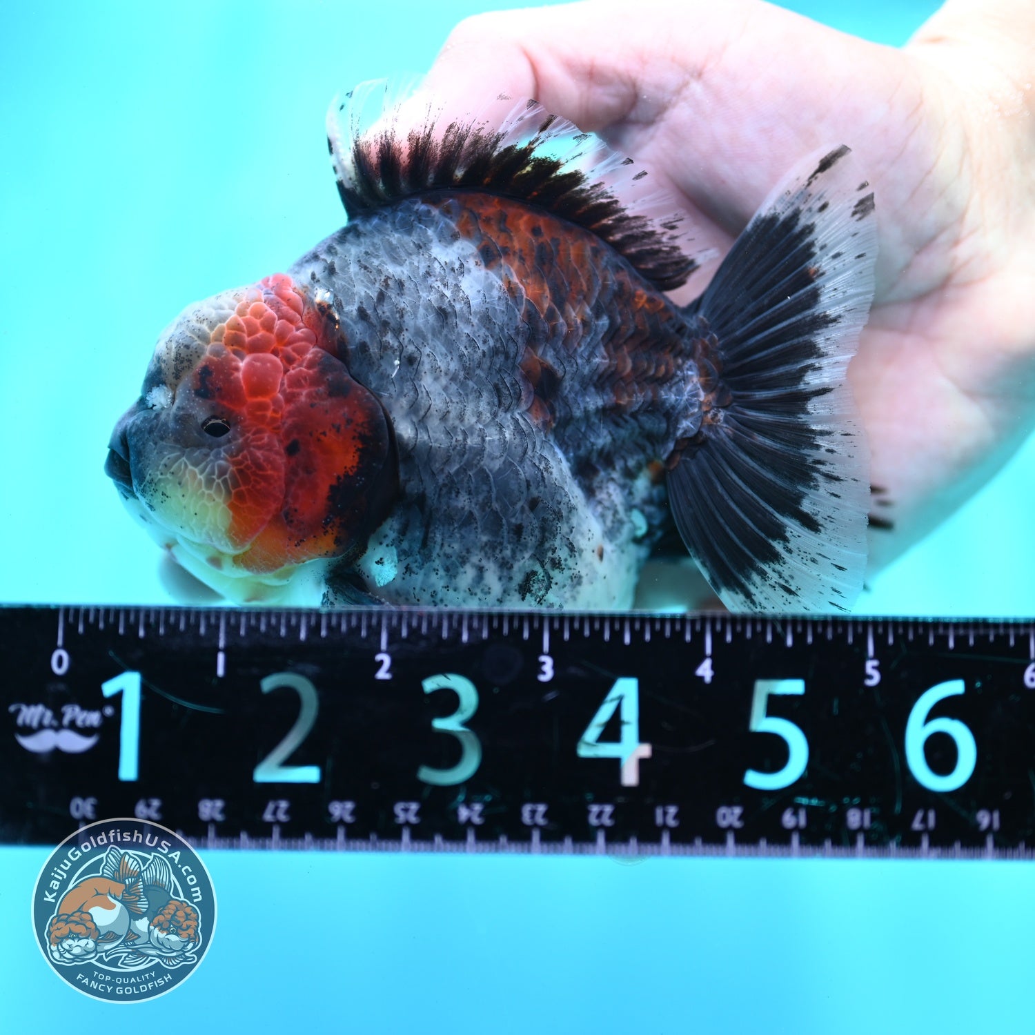 AAA Grade Shogun Blue Based Oranda 4 inch Body (260522_OR09)