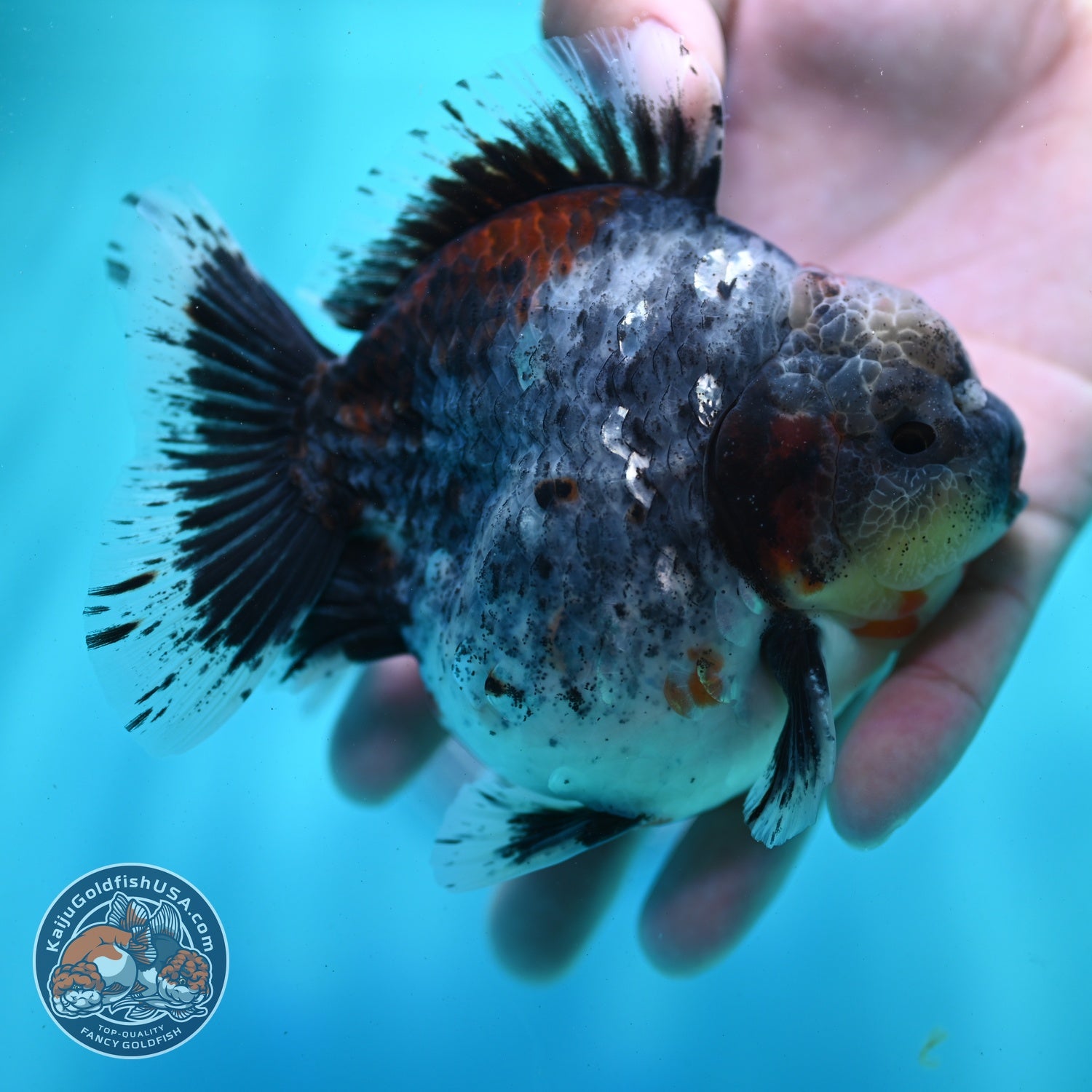 AAA Grade Shogun Blue Based Oranda 4 inch Body (260522_OR09)