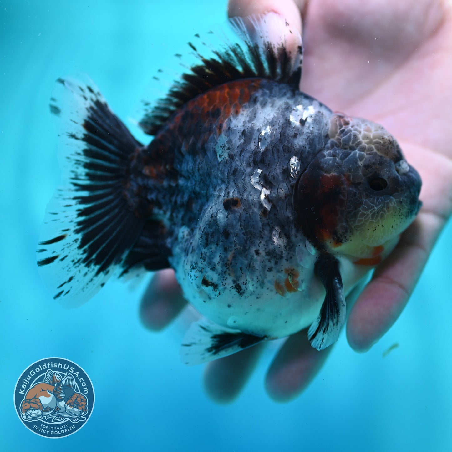 AAA Grade Shogun Blue Based Oranda 4 inch Body (260522_OR09)