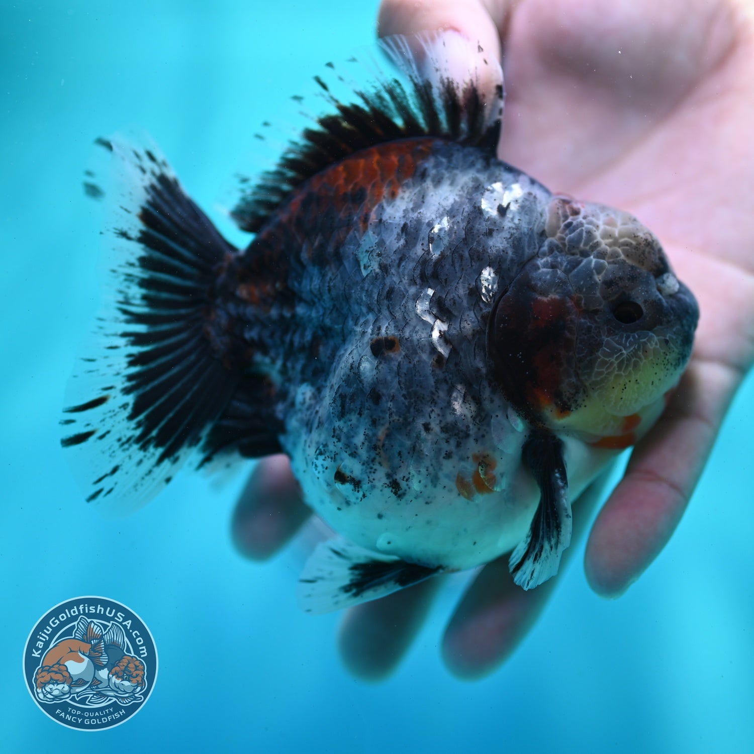 AAA Grade Shogun Blue Based Oranda 4 inch Body (260522_OR09)