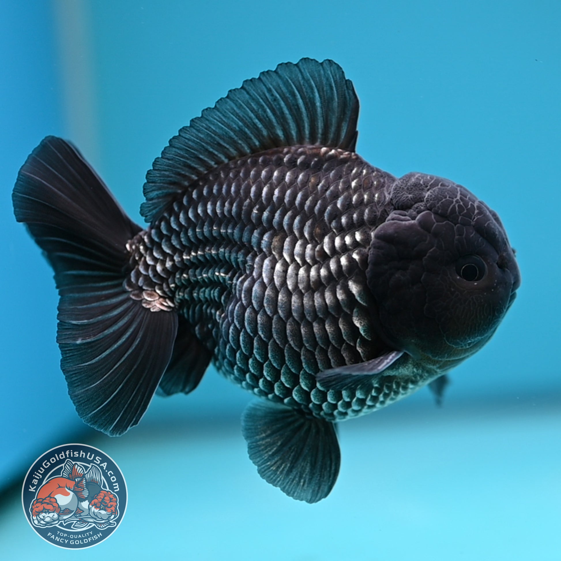 AAA Grade Shogun Full Platinum Oranda 4 inch Body (251205_OR11)