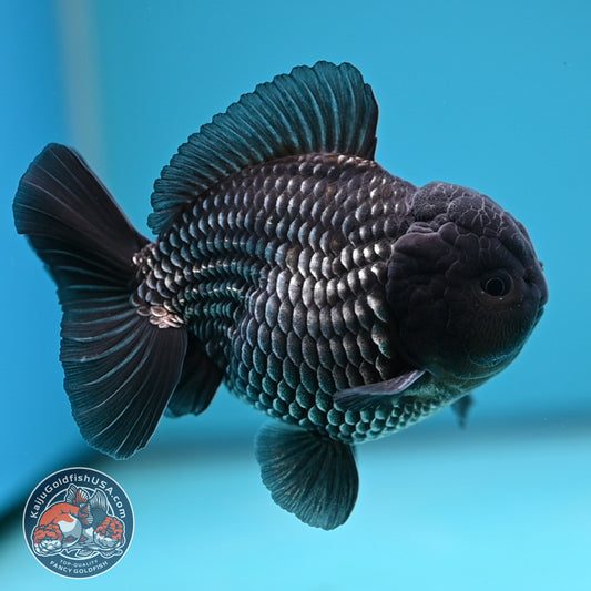 AAA Grade Shogun Full Platinum Oranda 4 inch Body (251205_OR11)