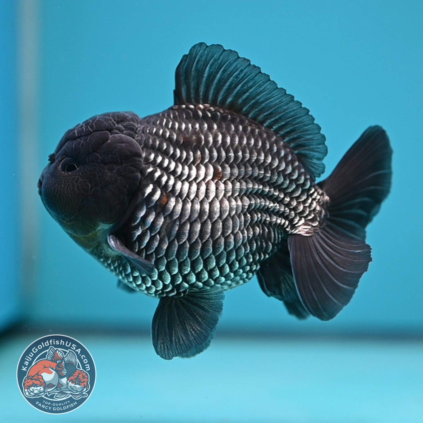 AAA Grade Shogun Full Platinum Oranda 4 inch Body (251205_OR11)