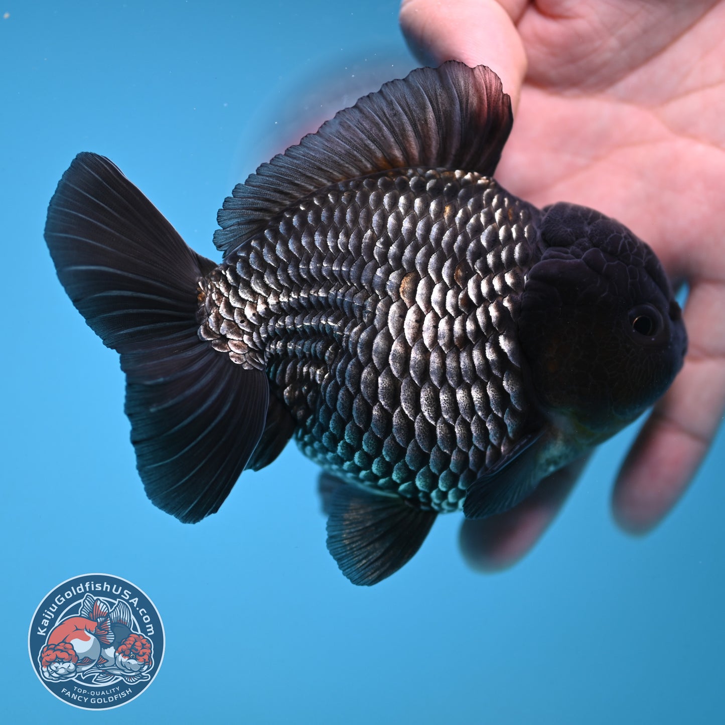 AAA Grade Shogun Full Platinum Oranda 4 inch Body (251205_OR11)