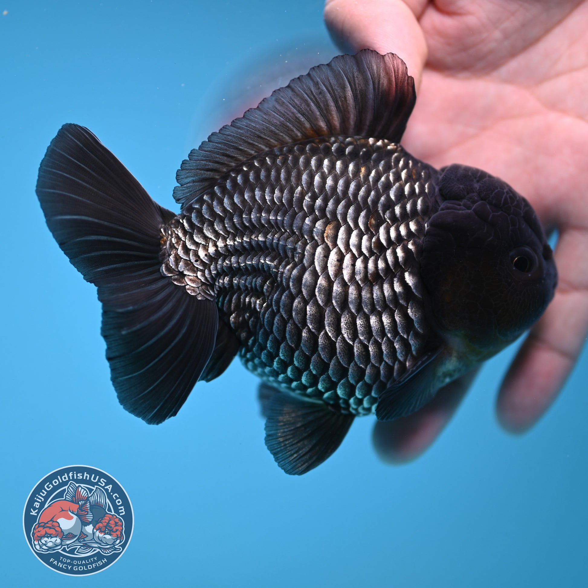 AAA Grade Shogun Full Platinum Oranda 4 inch Body (251205_OR11)