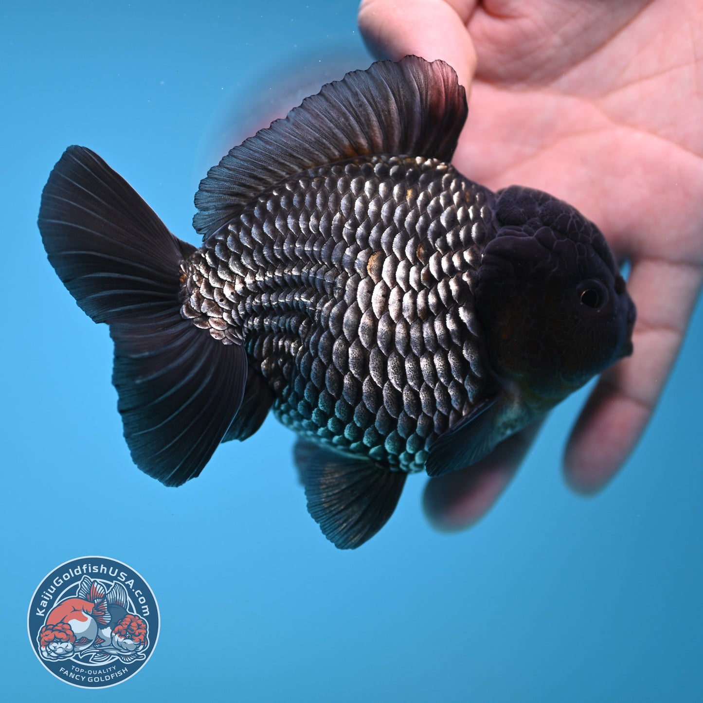 AAA Grade Shogun Full Platinum Oranda 4 inch Body (251205_OR11)