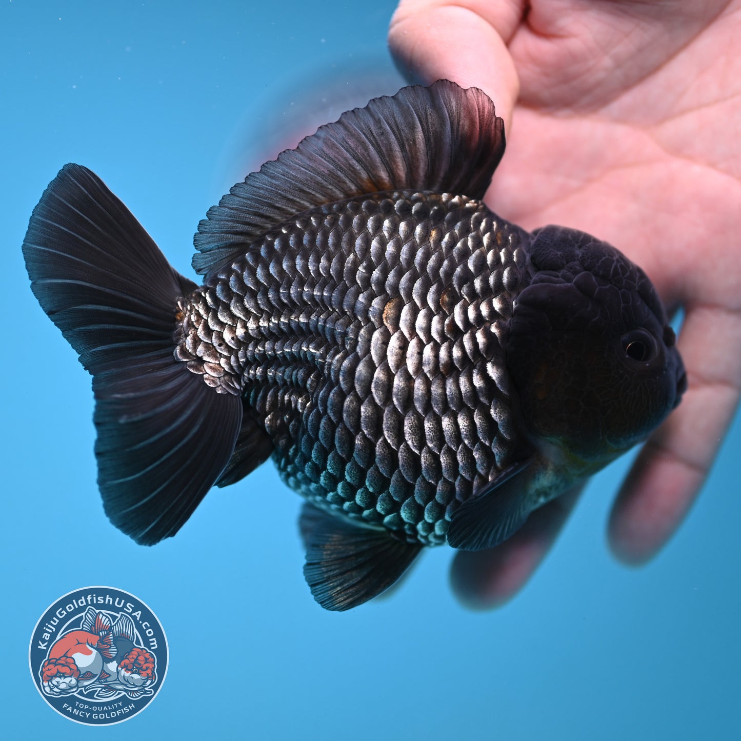 AAA Grade Shogun Full Platinum Oranda 4 inch Body (251205_OR11)