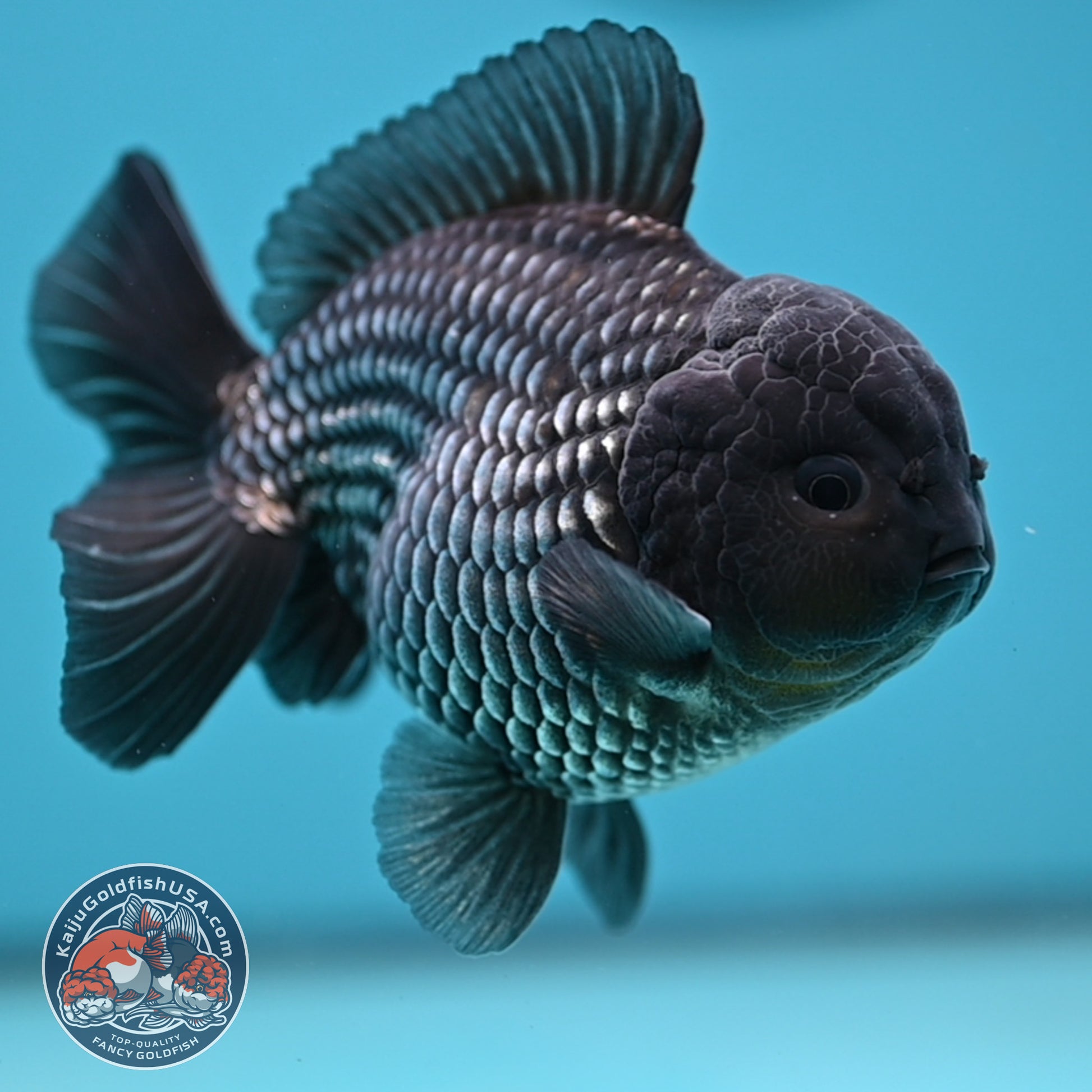 AAA Grade Shogun Full Platinum Oranda 4 inch Body (251205_OR11)