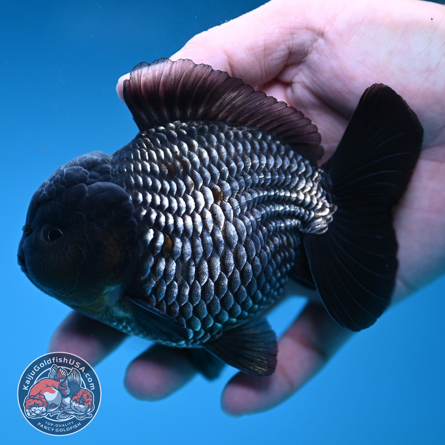 AAA Grade Shogun Full Platinum Oranda 4 inch Body (251205_OR11)