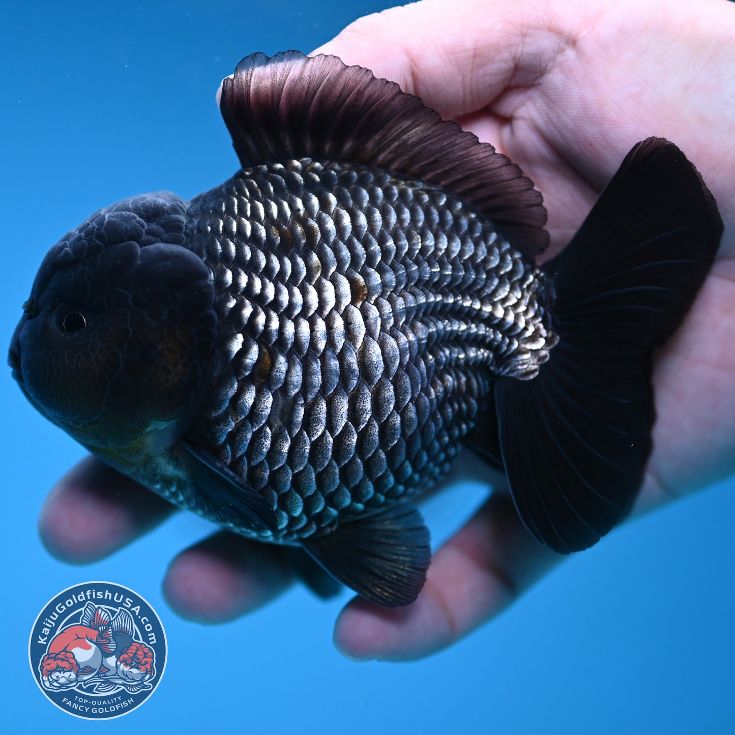 AAA Grade Shogun Full Platinum Oranda 4 inch Body (251205_OR11)