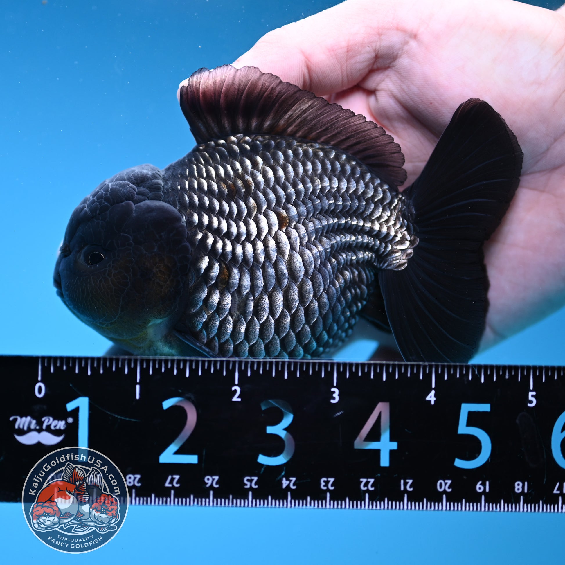 AAA Grade Shogun Full Platinum Oranda 4 inch Body (251205_OR11)