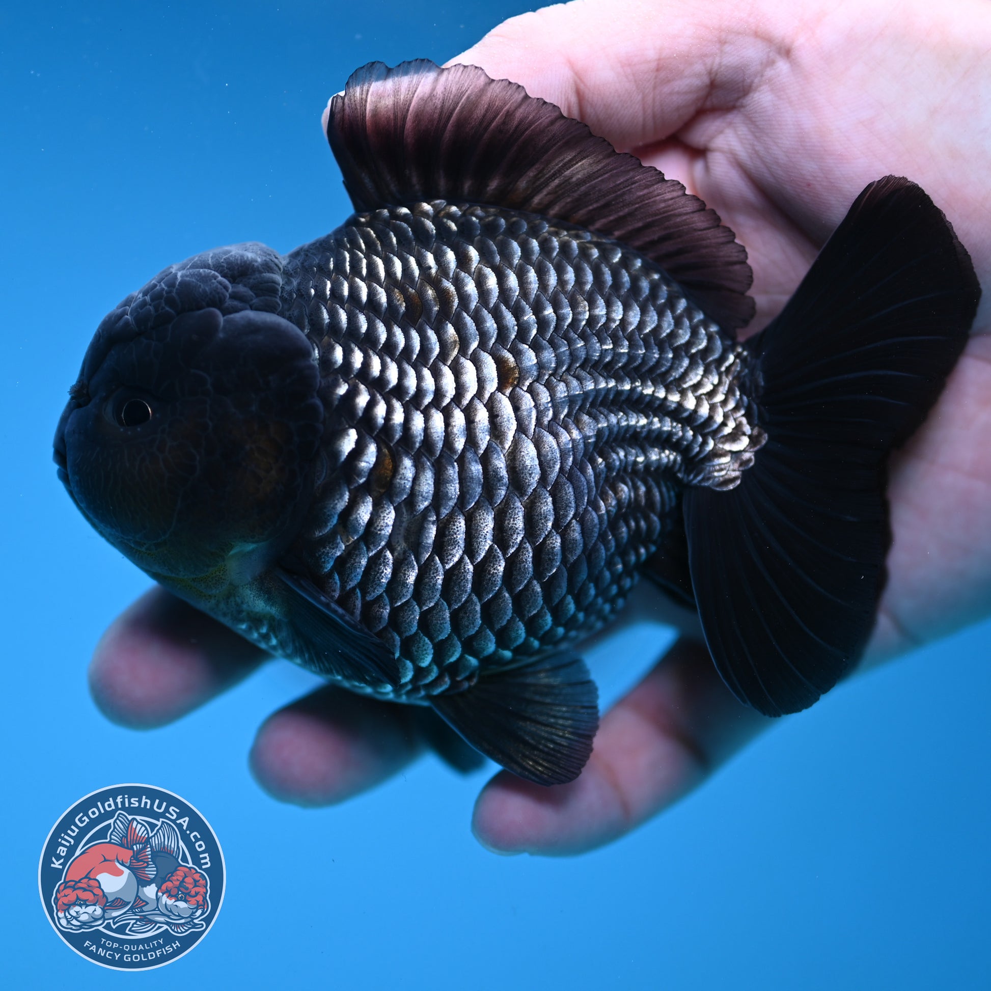AAA Grade Shogun Full Platinum Oranda 4 inch Body (251205_OR11)