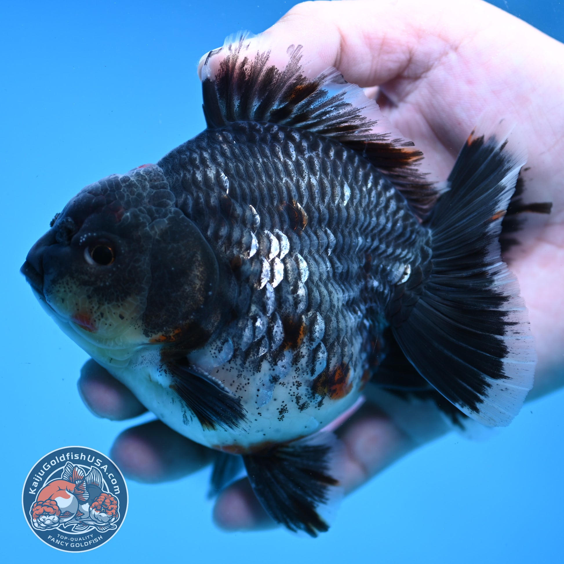 AAA Grade Shogun Godzilla Blue Kirin Oranda 4 inch Body (251107_OR16)