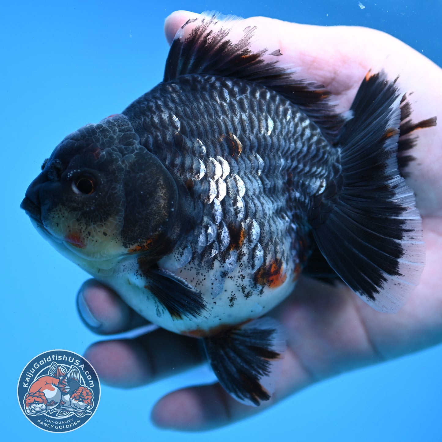 AAA Grade Shogun Godzilla Blue Kirin Oranda 4 inch Body (251107_OR16)