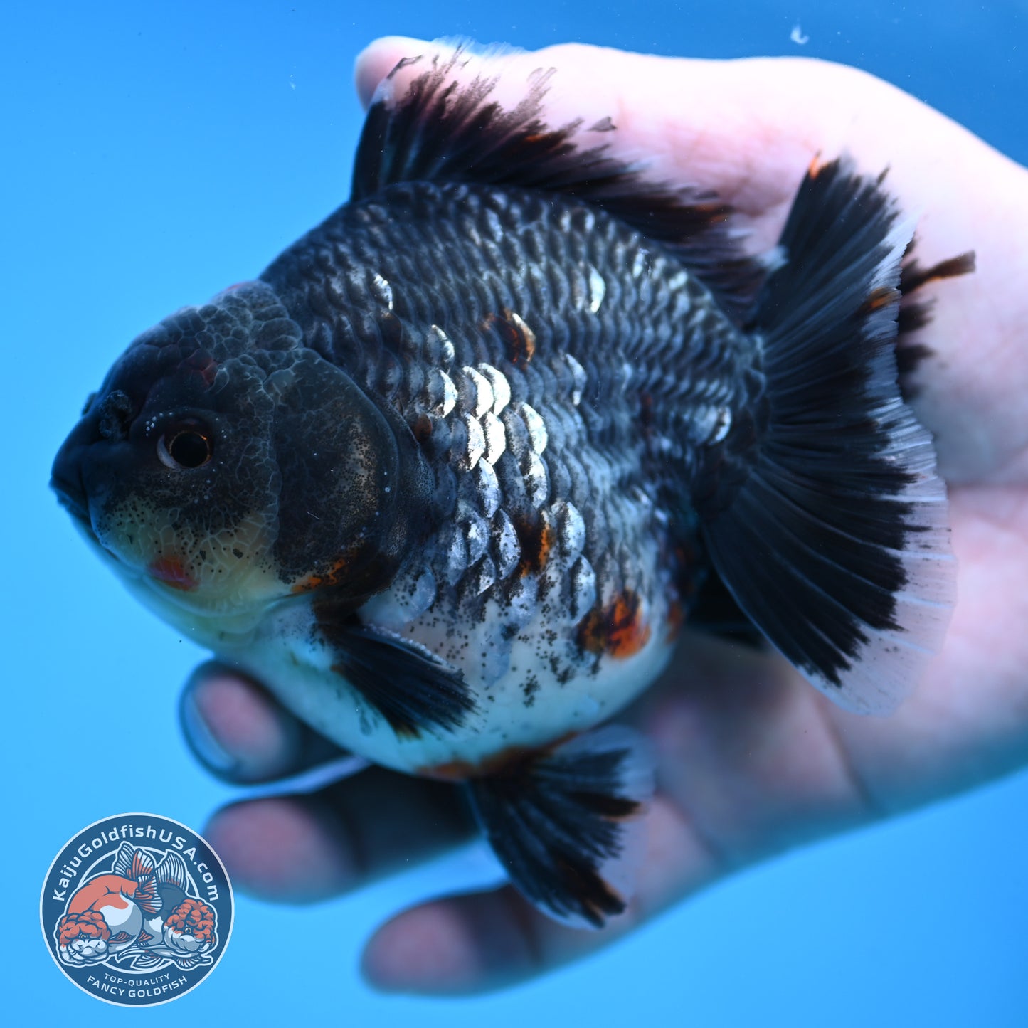 AAA Grade Shogun Godzilla Blue Kirin Oranda 4 inch Body (251107_OR16)
