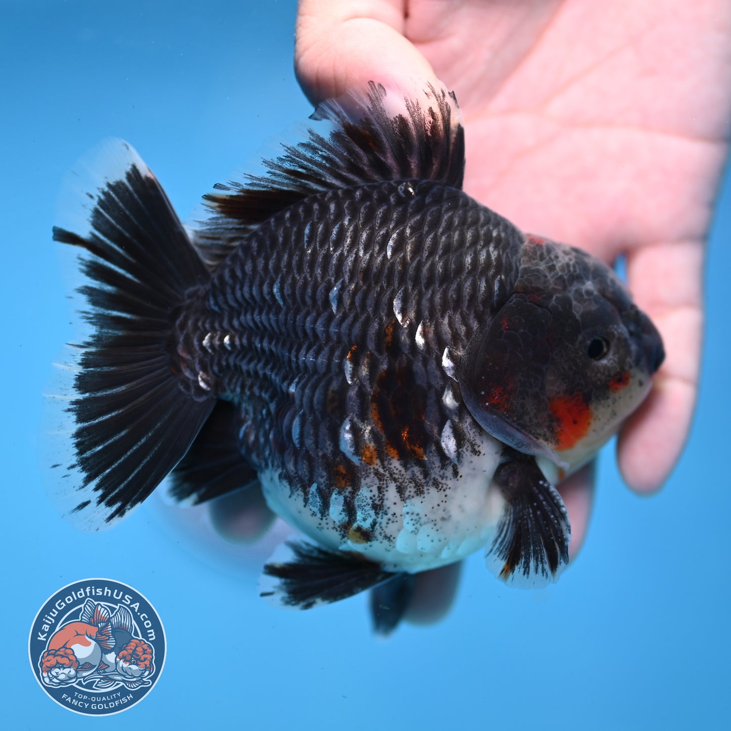 AAA Grade Shogun Godzilla Blue Kirin Oranda 4 inch Body (251107_OR16)