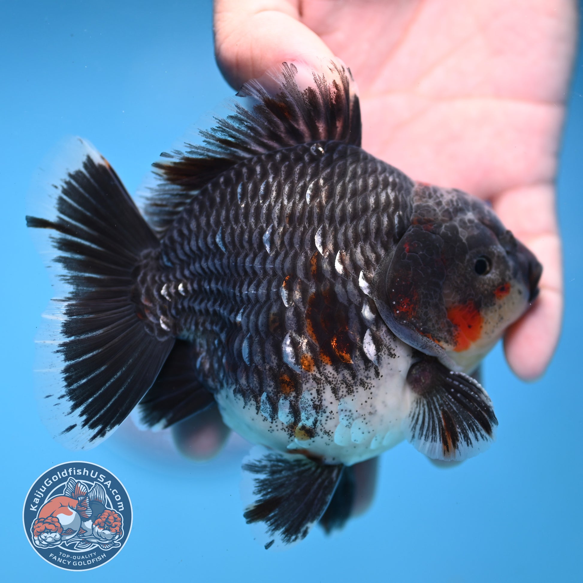 AAA Grade Shogun Godzilla Blue Kirin Oranda 4 inch Body (251107_OR16)