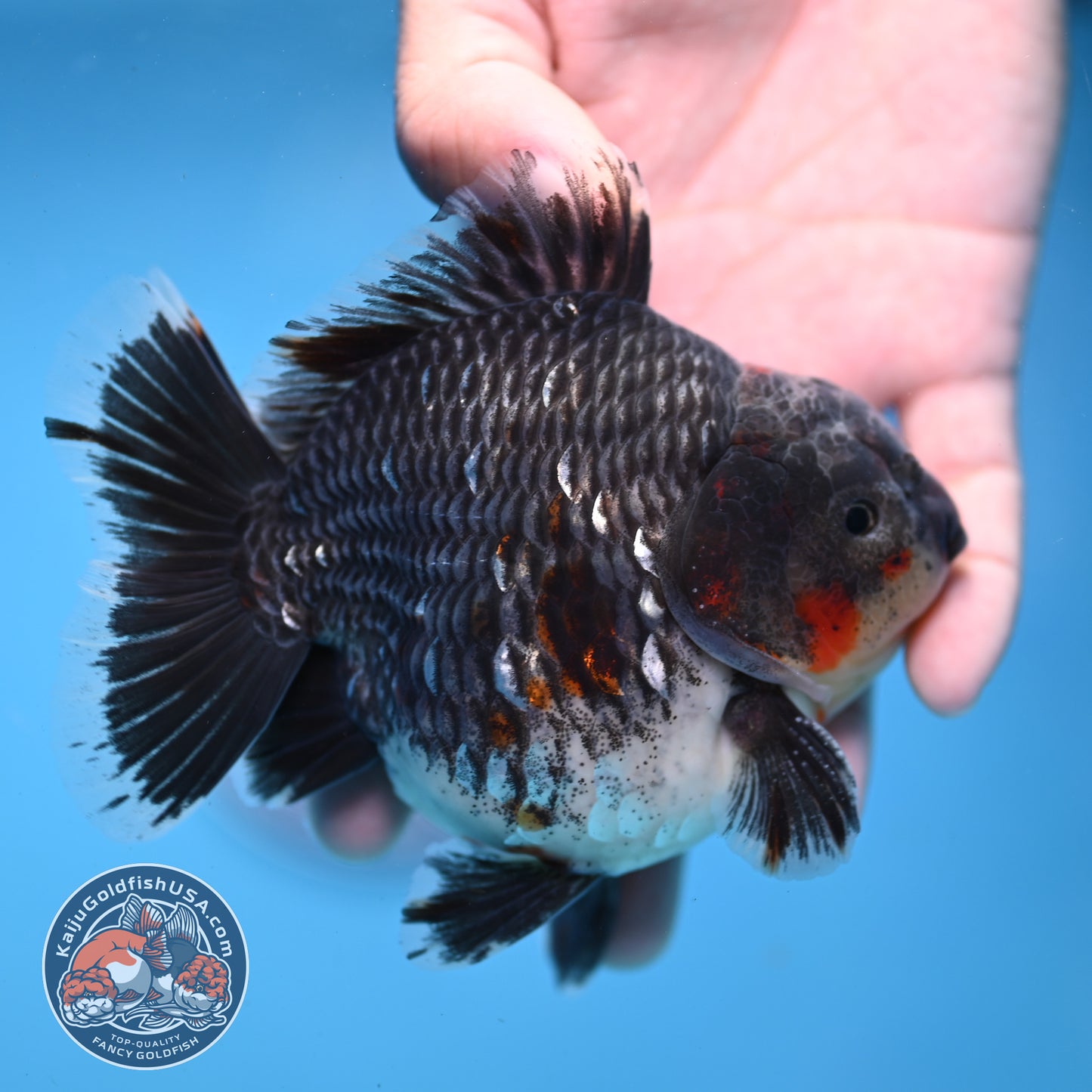 AAA Grade Shogun Godzilla Blue Kirin Oranda 4 inch Body (251107_OR16)