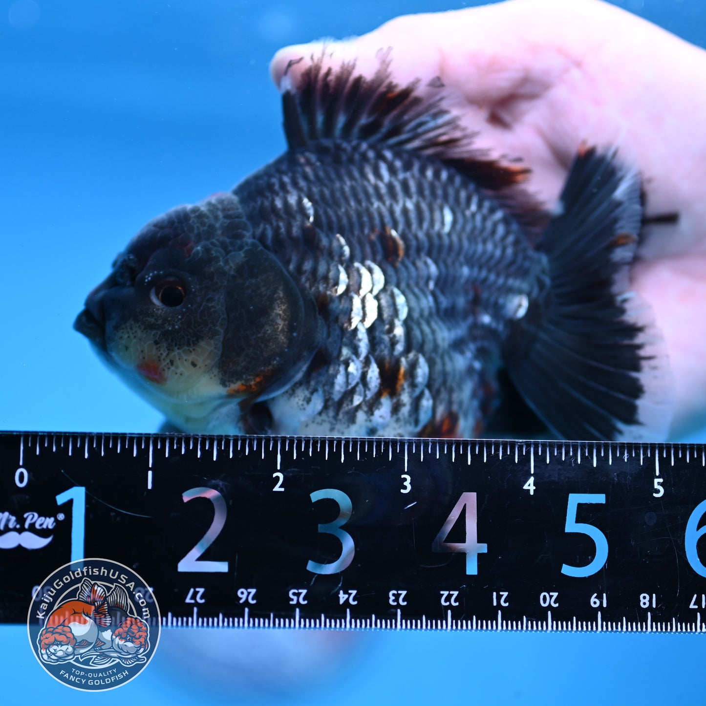 AAA Grade Shogun Godzilla Blue Kirin Oranda 4 inch Body (251107_OR16)