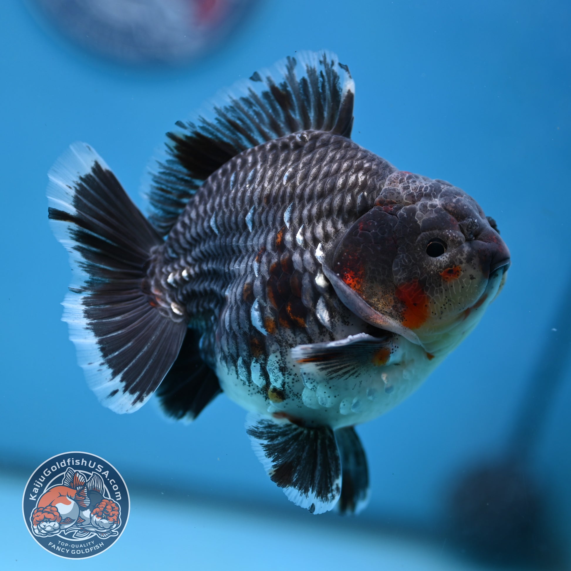 AAA Grade Shogun Godzilla Blue Kirin Oranda 4 inch Body (251107_OR16)