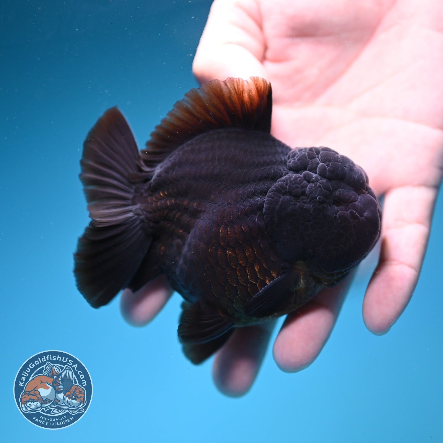 AAA Grade Shogun Jet Black Oranda 3.5 inch Body (260828_OR13)