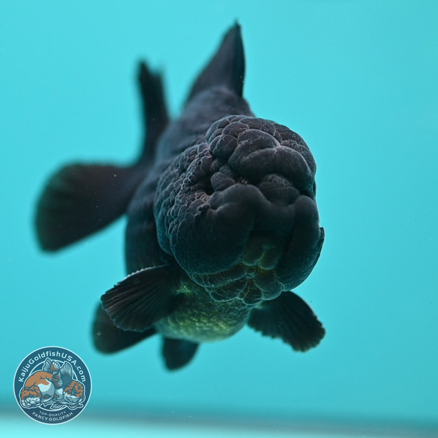 AAA Grade Shogun Jet Black Oranda 3.5 inch Body (260828_OR13)