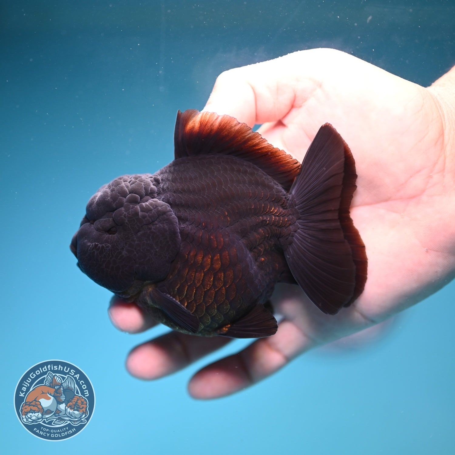 AAA Grade Shogun Jet Black Oranda 3.5 inch Body (260828_OR13)