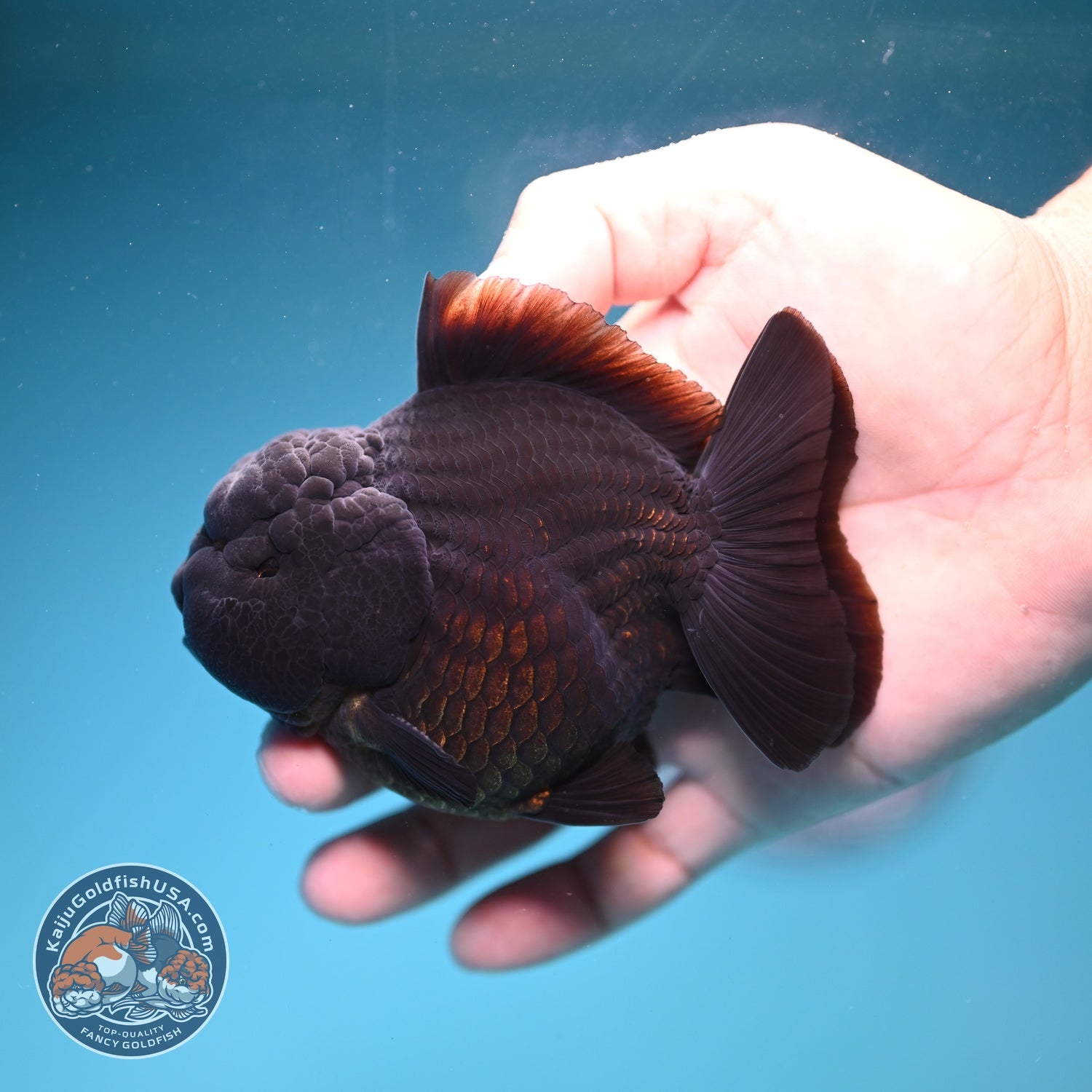 AAA Grade Shogun Jet Black Oranda 3.5 inch Body (260828_OR13)