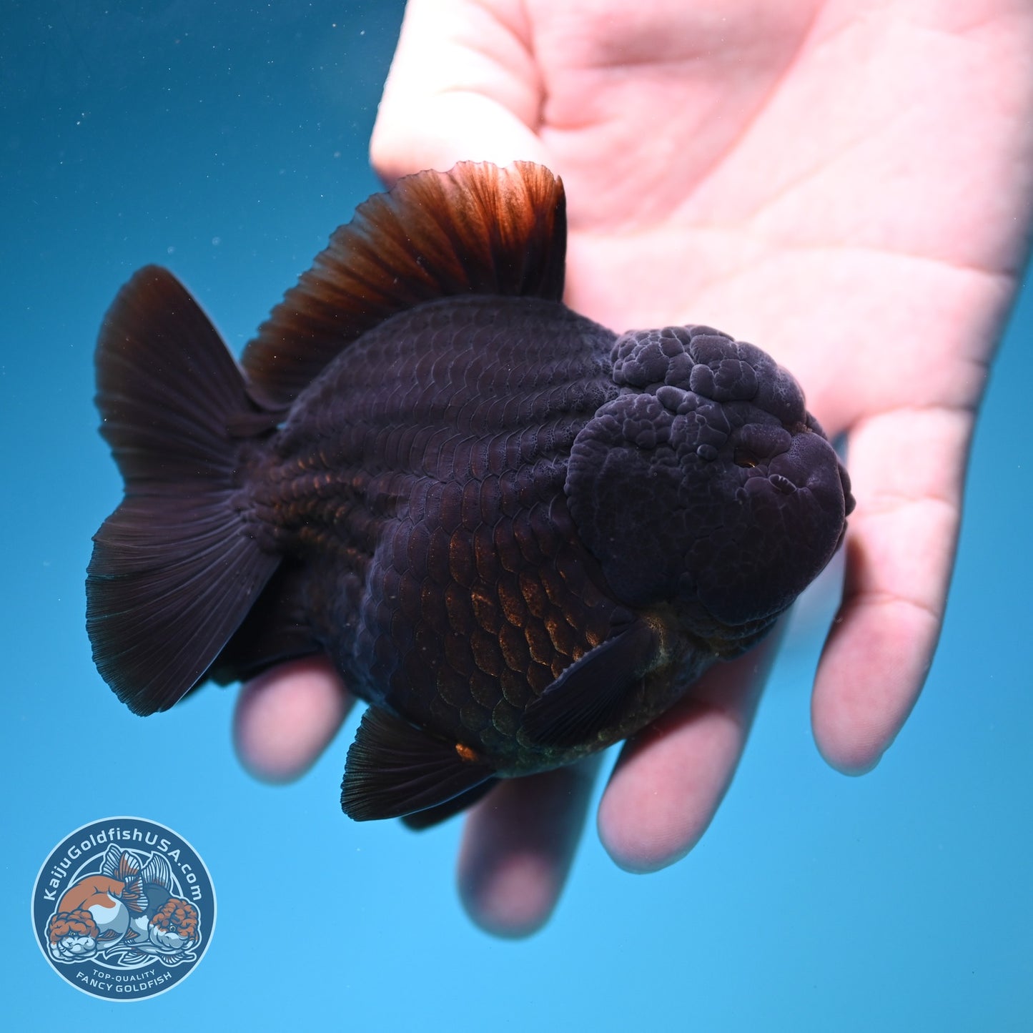 AAA Grade Shogun Jet Black Oranda 3.5 inch Body (260828_OR13)